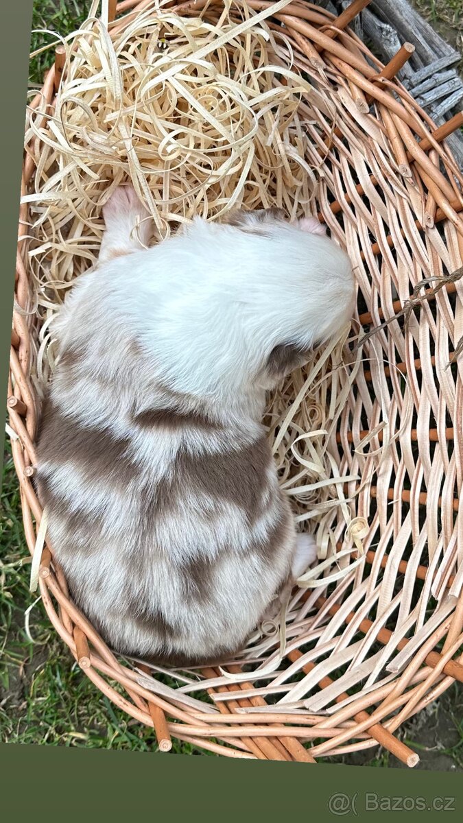 Miniatúrní americký ovčák - 4