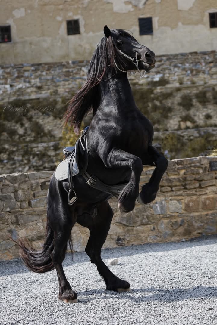 WPBr fešák pro radost - 4