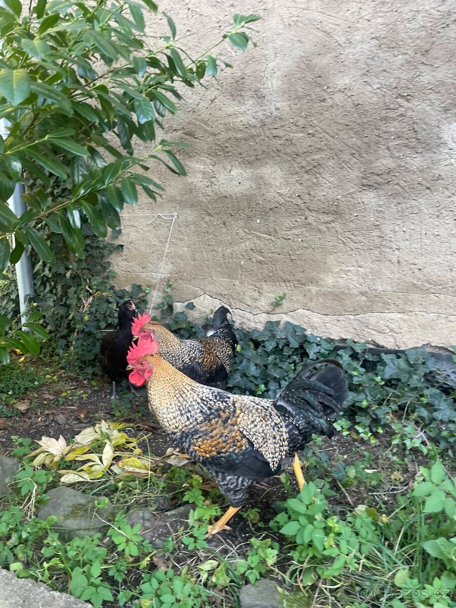 Kohoutci - 4