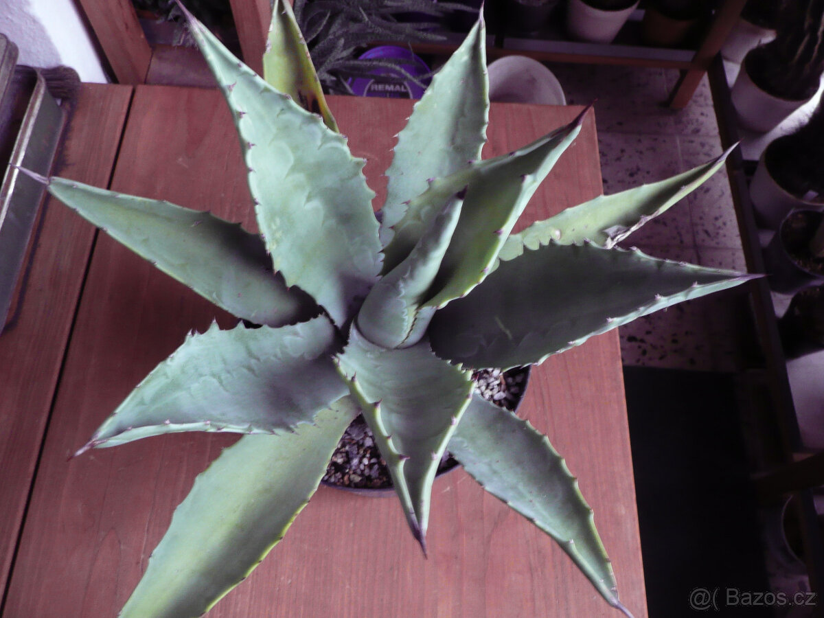 Agave americana - 4