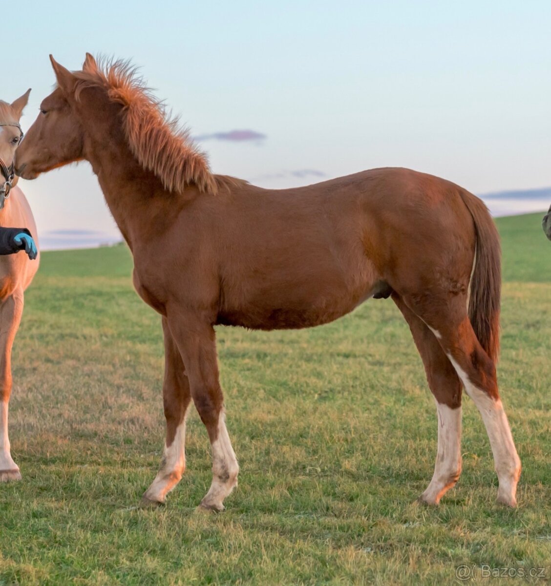 Roční hřebeček - 4