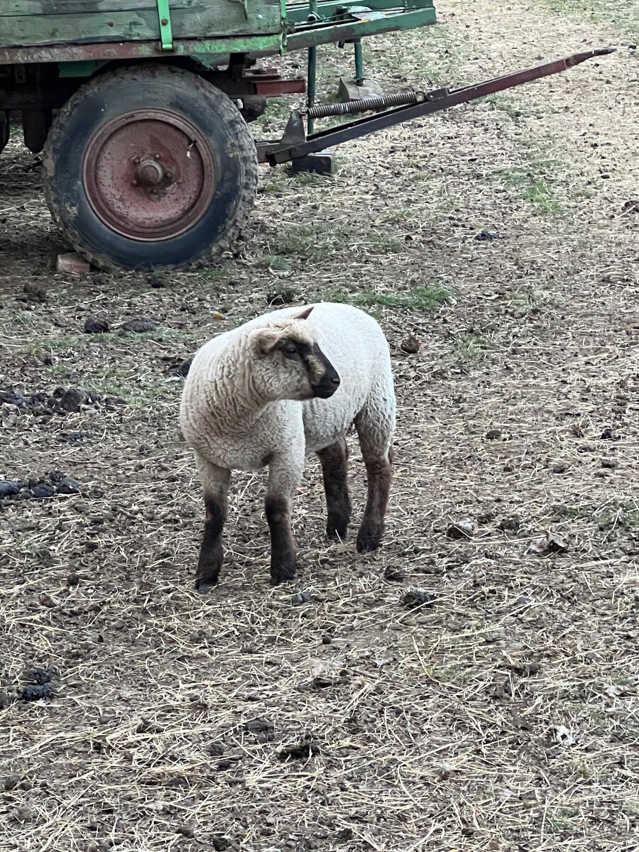 Jehně Charollais - 4
