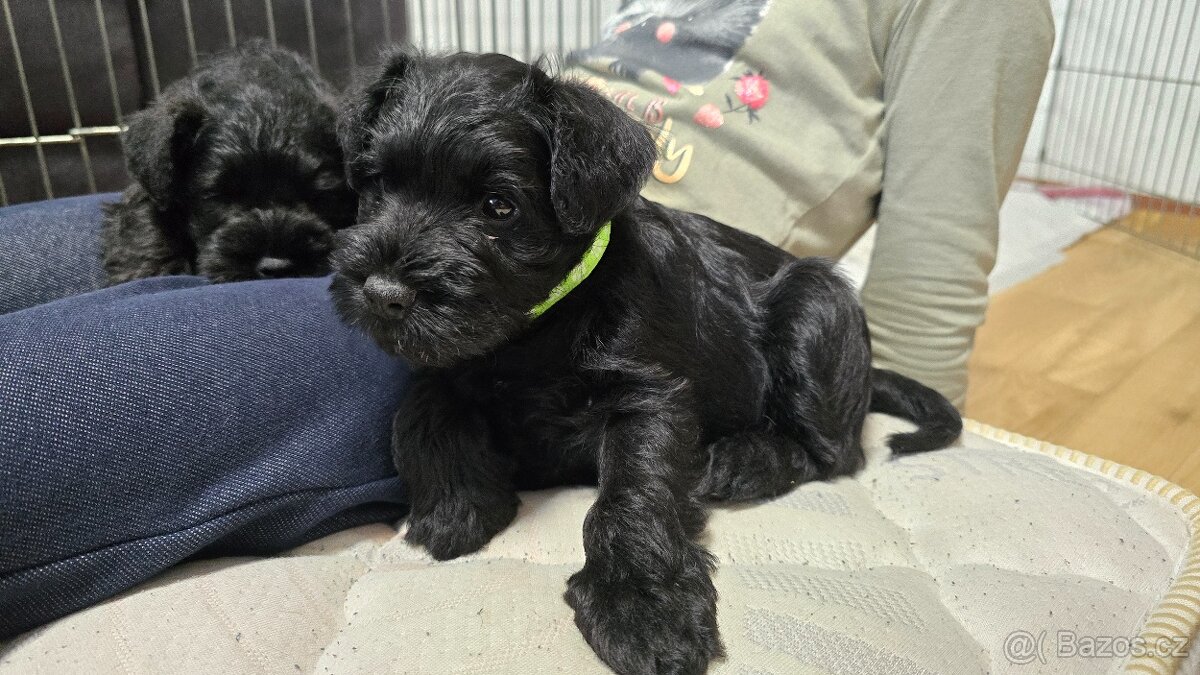 Knírač malý černý - 4