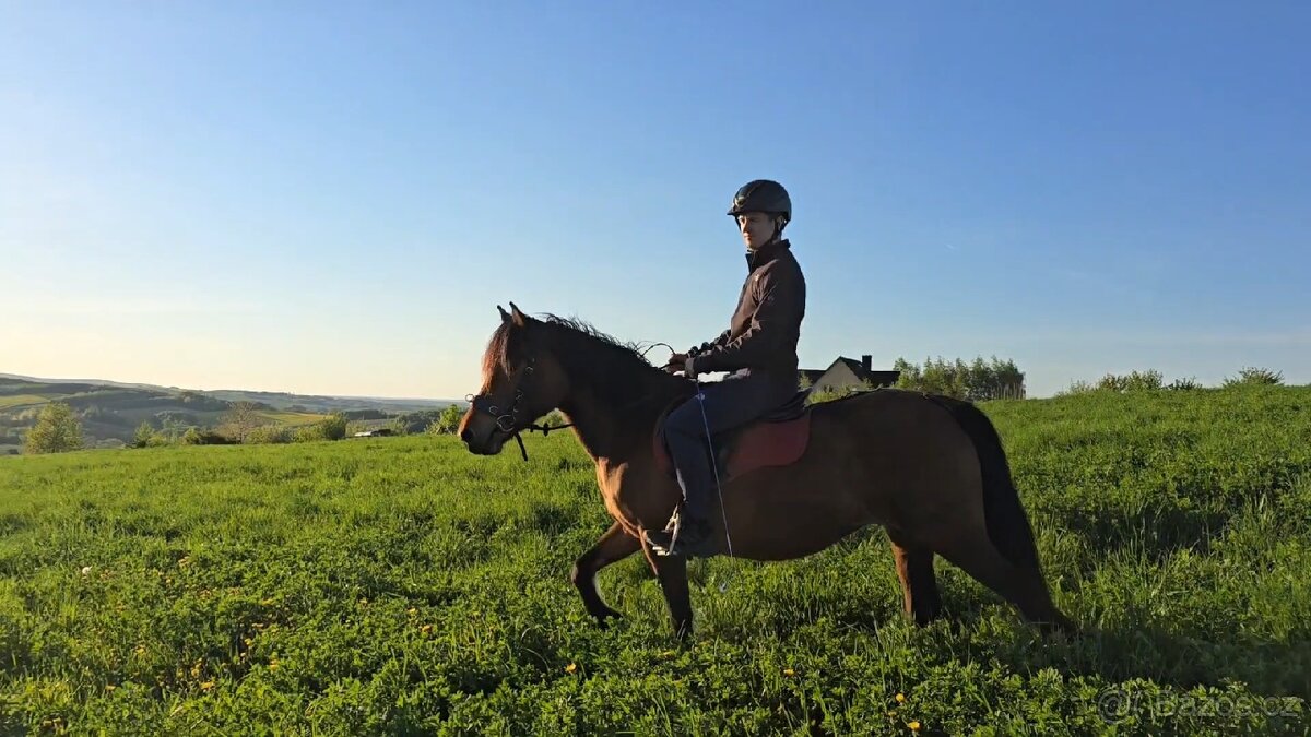 Huculská klisna, hucul, rekreace, vyjížďky, hipoterapie. - 4