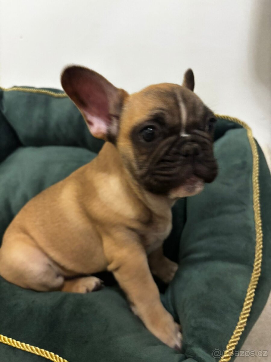Francouzský buldoček - 4