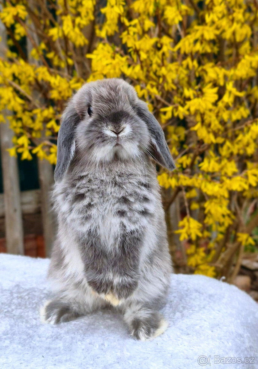 Zakrslý králíček MINILOP 💙 - 4