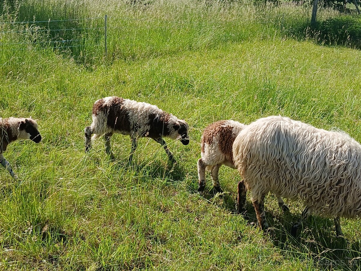 Prodám Valaška + 3 jehňata - 4