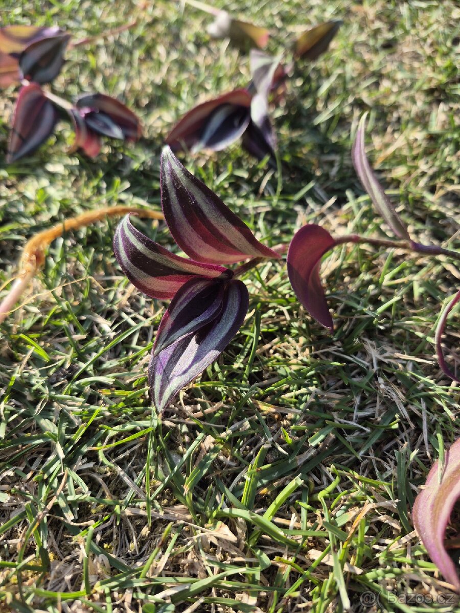 Tradescantia Zebrina - 4