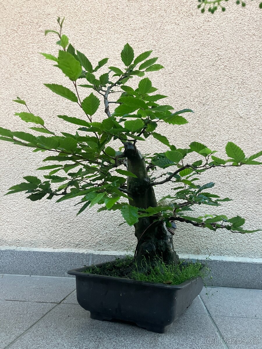Bonsai, Bonsaj, habr obecný - 4