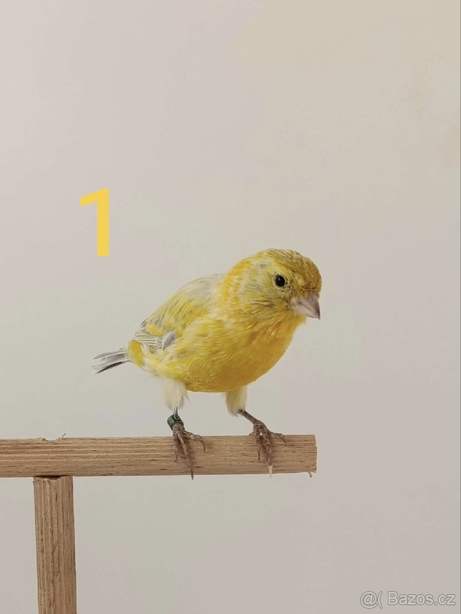 Kanár - 4