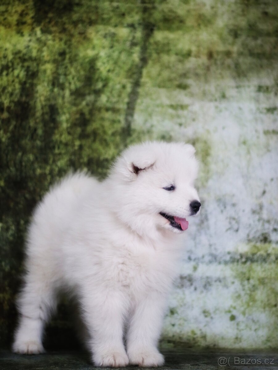 Samojed - štěňátka s PP - 4
