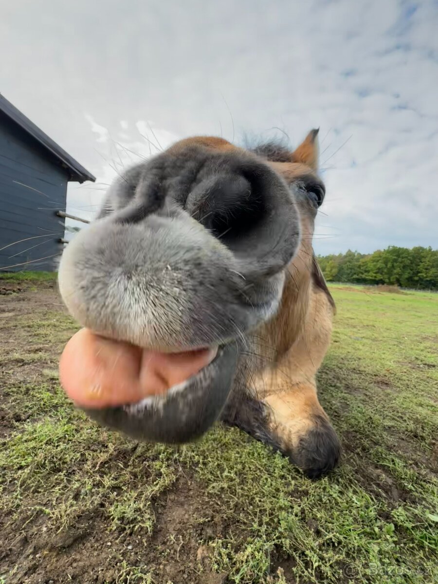 pastevní ustájení koní Dobříš - 4