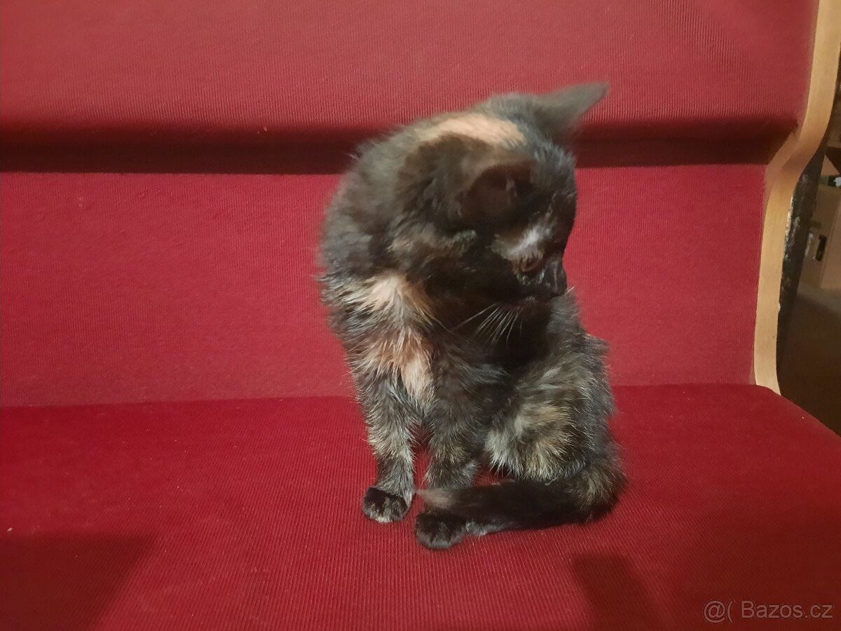 Daruji tříbarevnou kočičku - 4