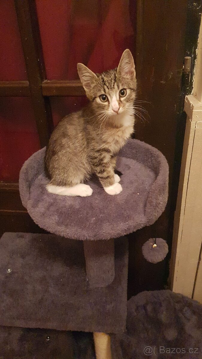 Darujeme koťata – dva kocourci (možno spolu i jednotlivě) - 4