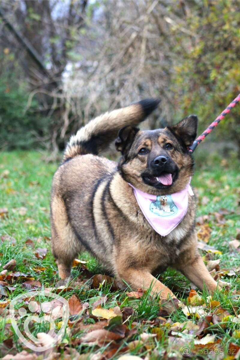 Guliana - fenka k adopci - 4