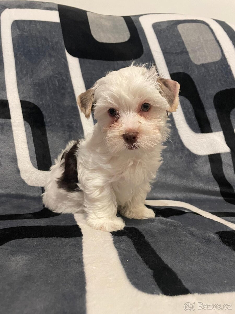 Jorkšírský teriér Biewer - 4