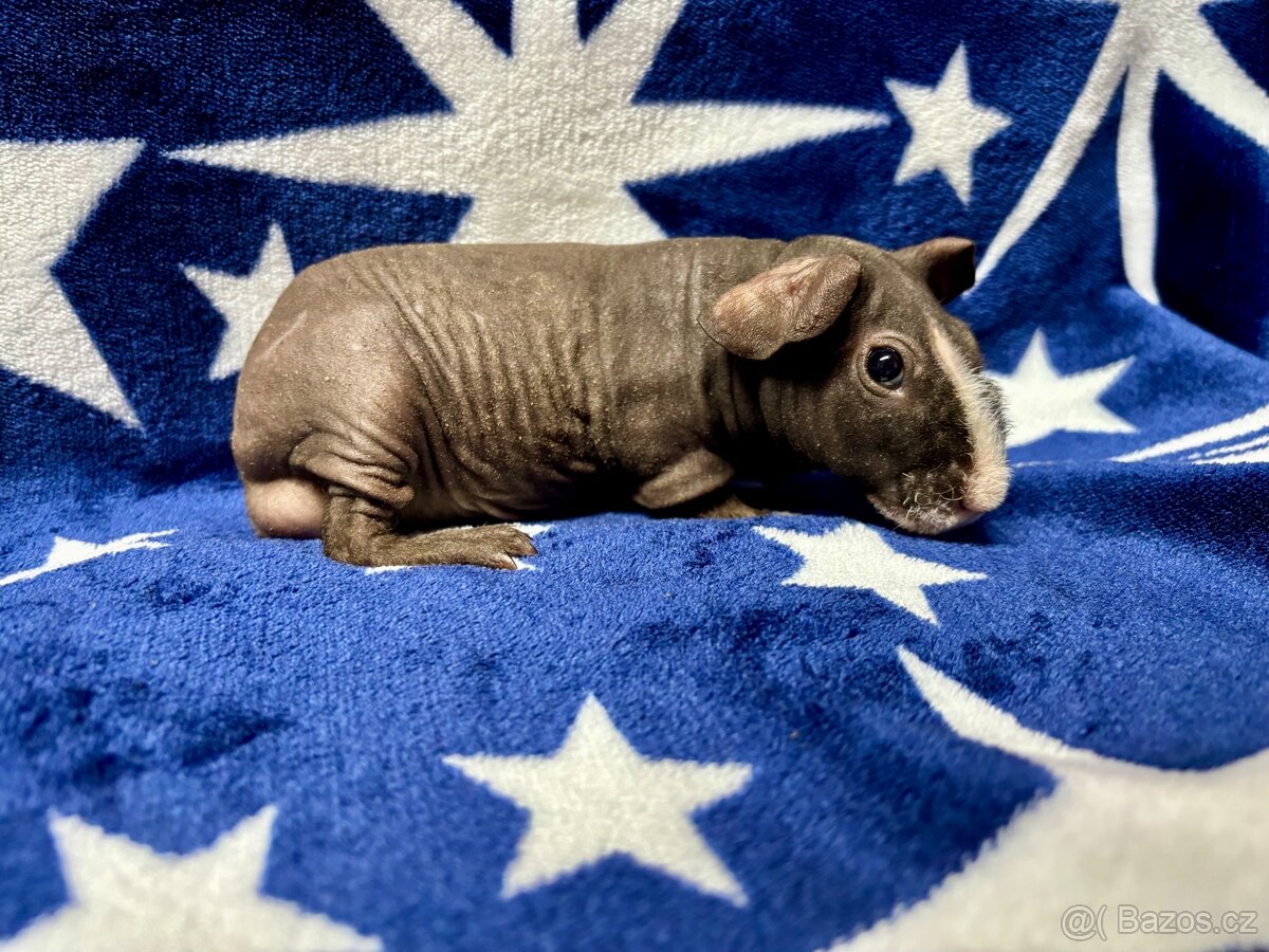 Skinny morče, samečci s PP - 4