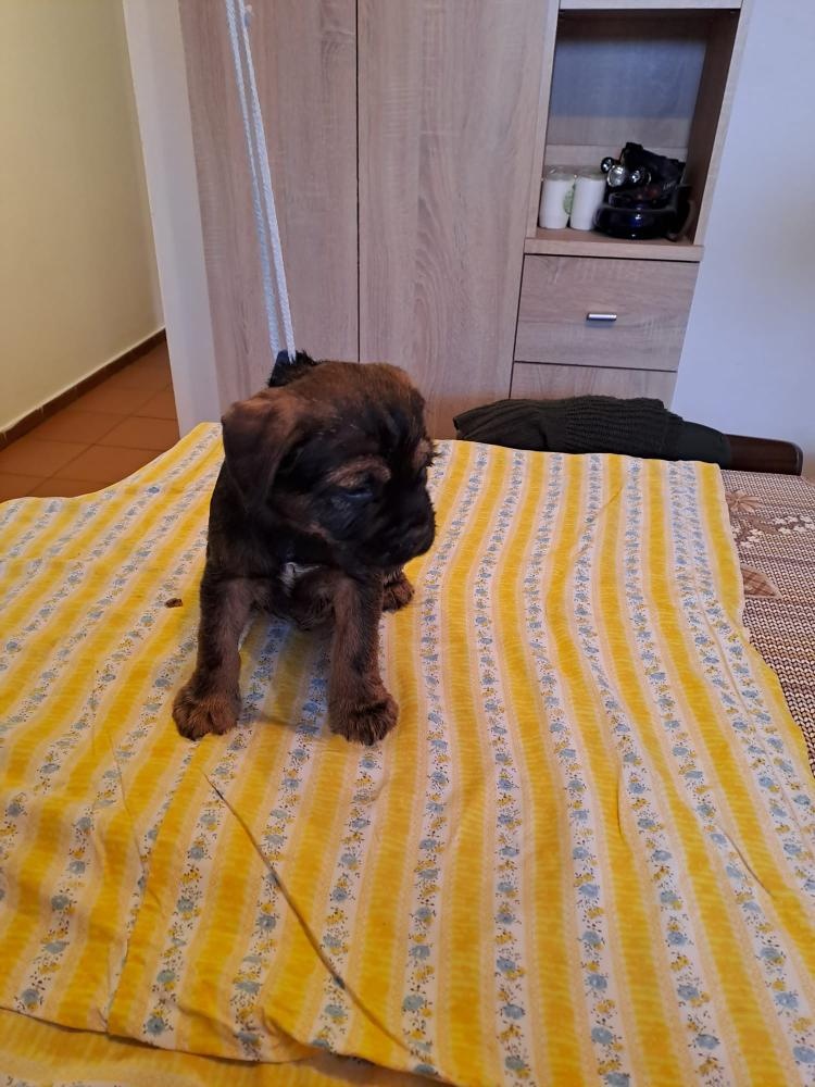 Štěňata Border teriéra - 4