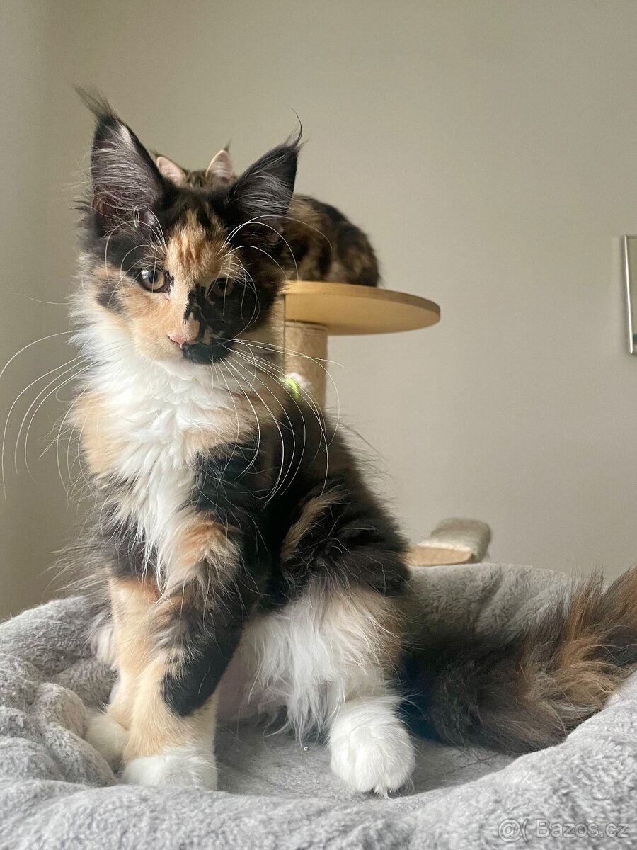 Mainská mývalí bez PP - 4