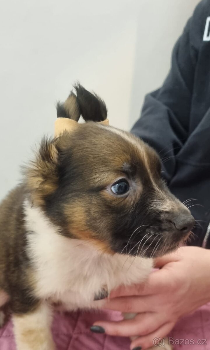 Mexický naháč - 4