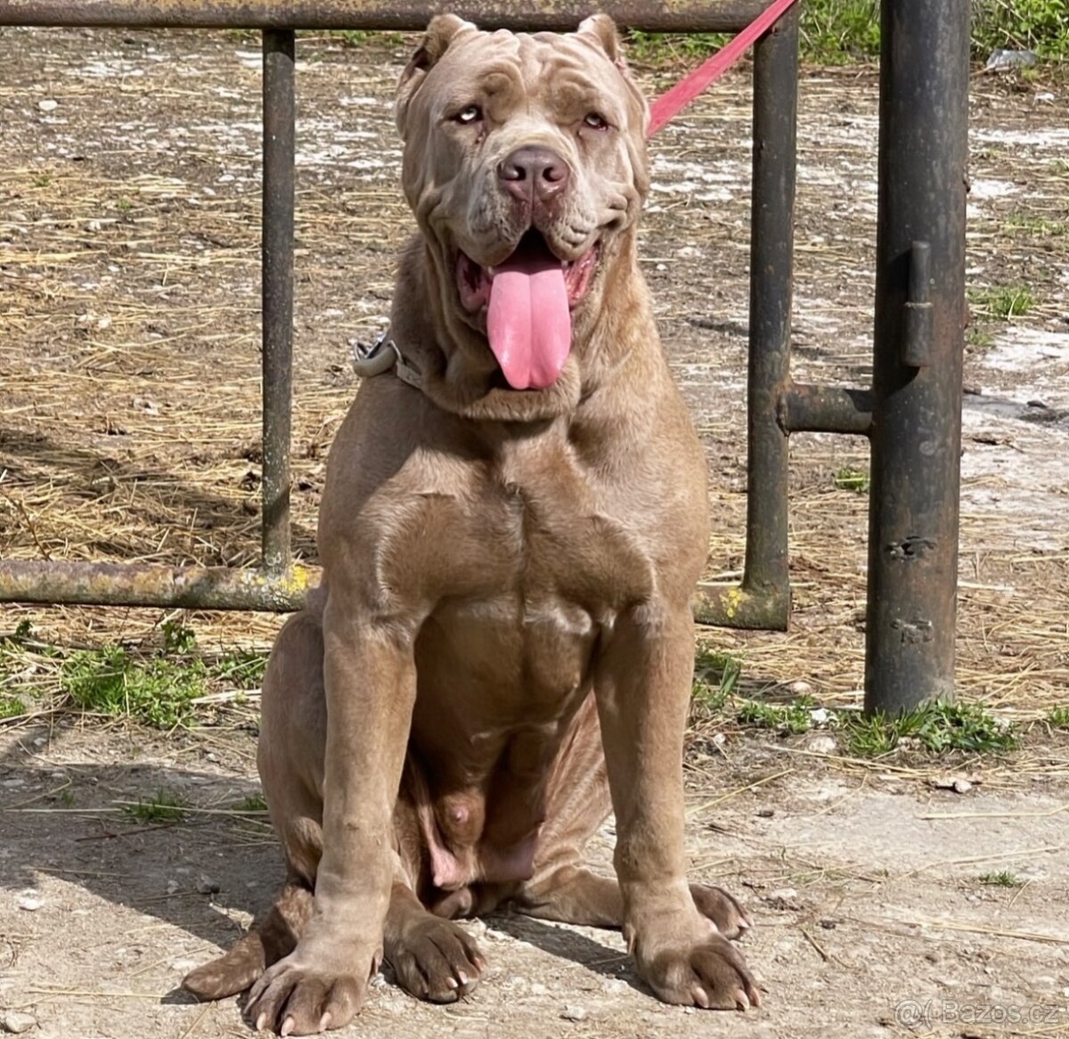 BANDOG, cane corso, doga, pitbull - 4