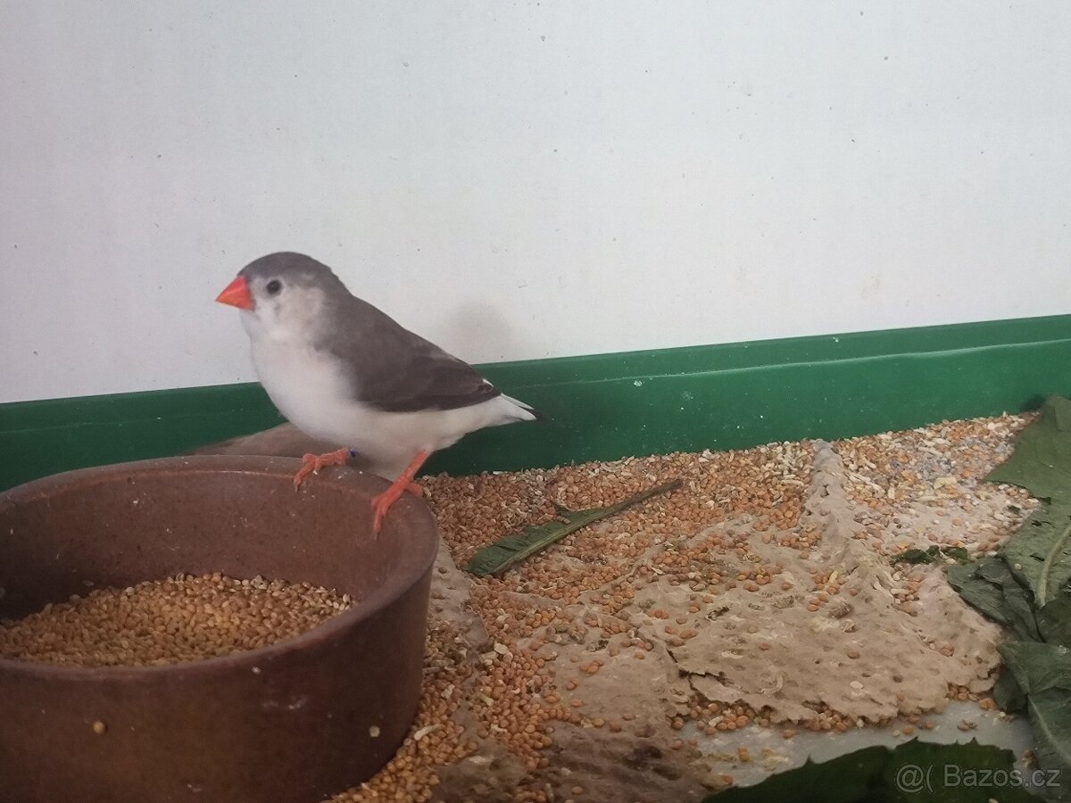 Zebřičky Penguin - 4