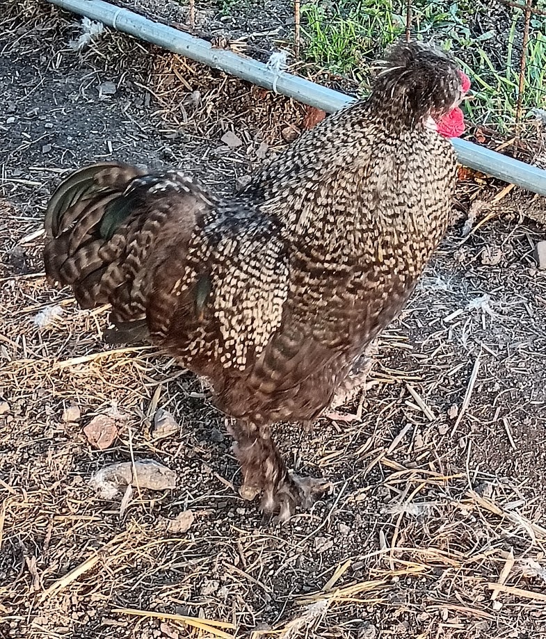 Kohouti US hedvábničky - 4