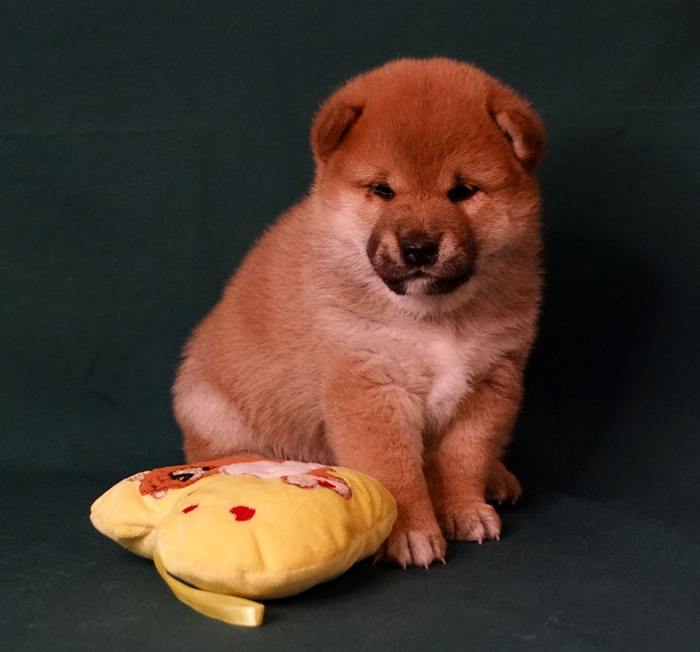 Shiba-Inu s PP FCI - 4