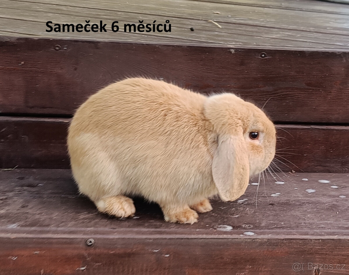 Zakrslí králíčci - králíček beránek - 4