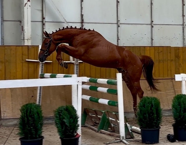 Valach po Damon na prodej - 4