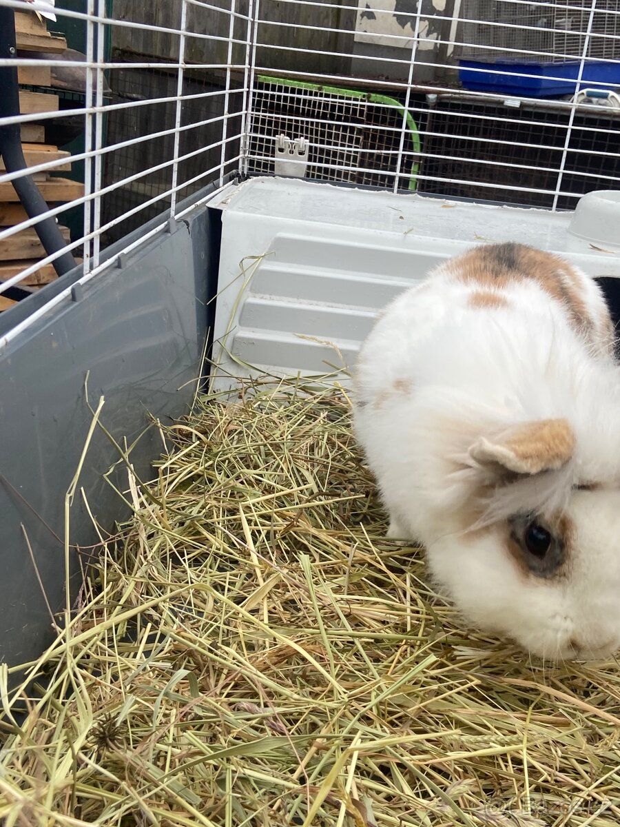 prodám králíčka teddylviček+beranek - 4