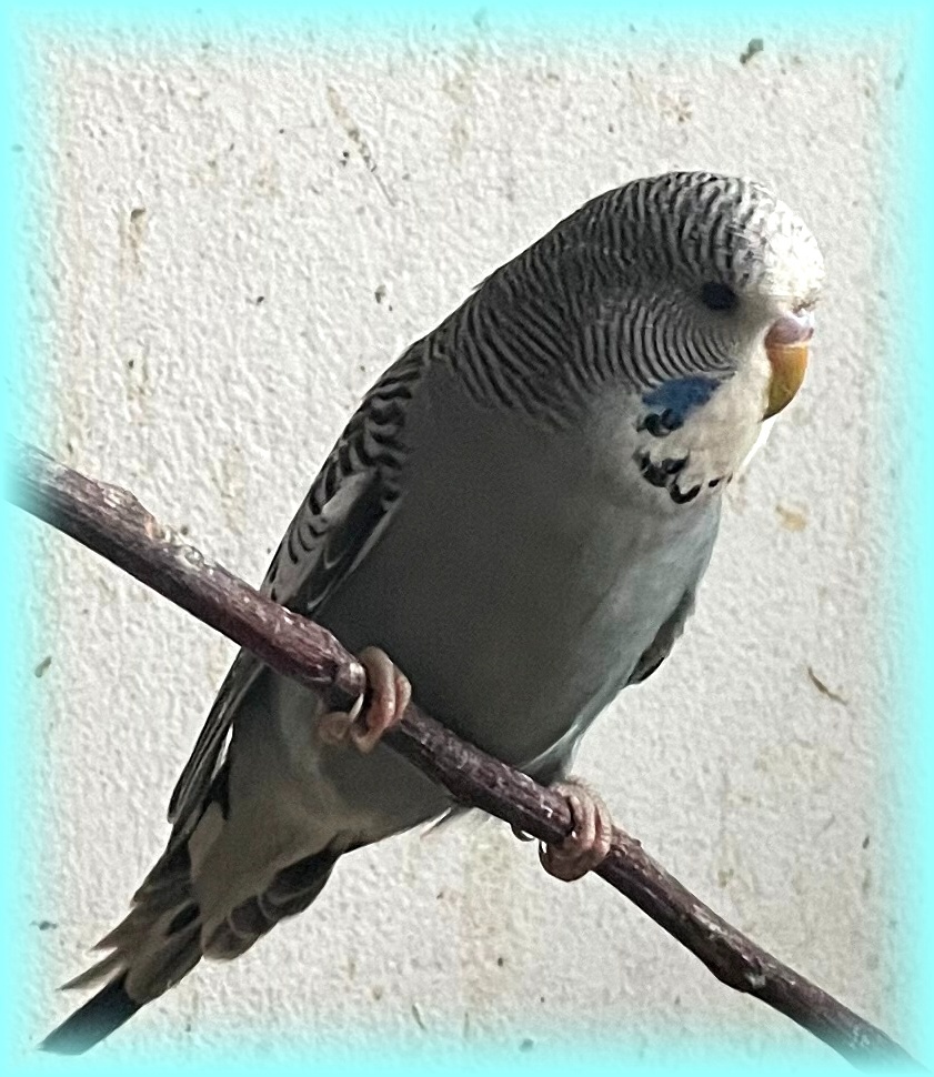 Mladé andulky - Andulka vlnkovaná - 4