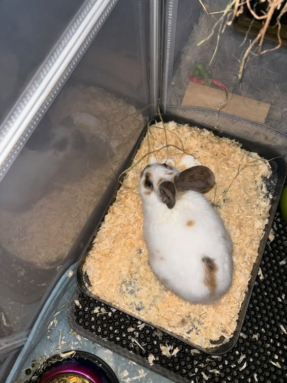 Zakrslí králíčci. - 4