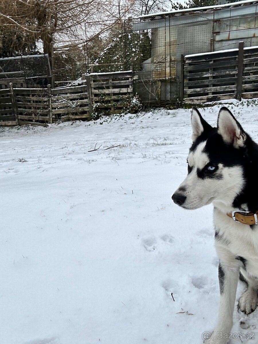 Prodám štěně huskyho - 4