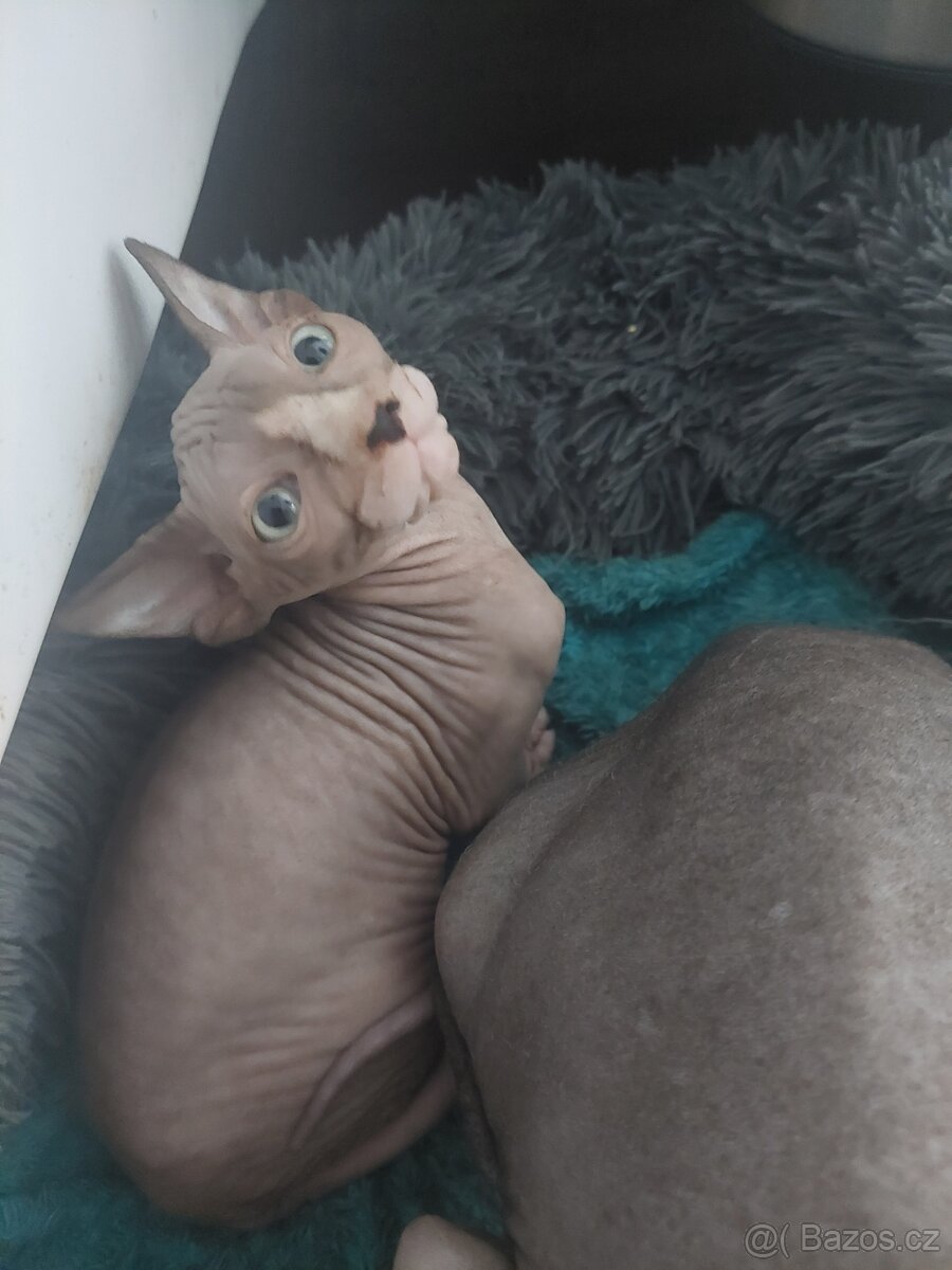 KANADSKÝ SPHYNX - 4