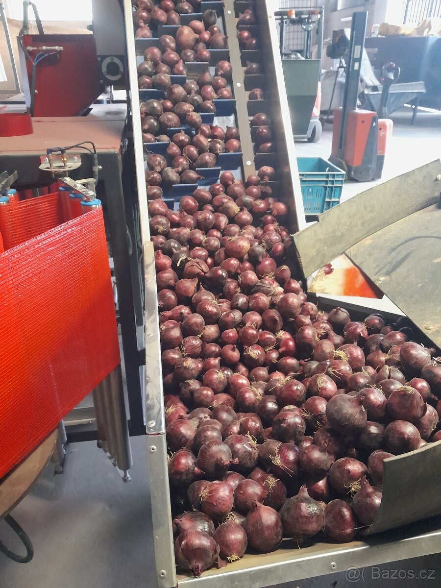 Cibule červená - 4