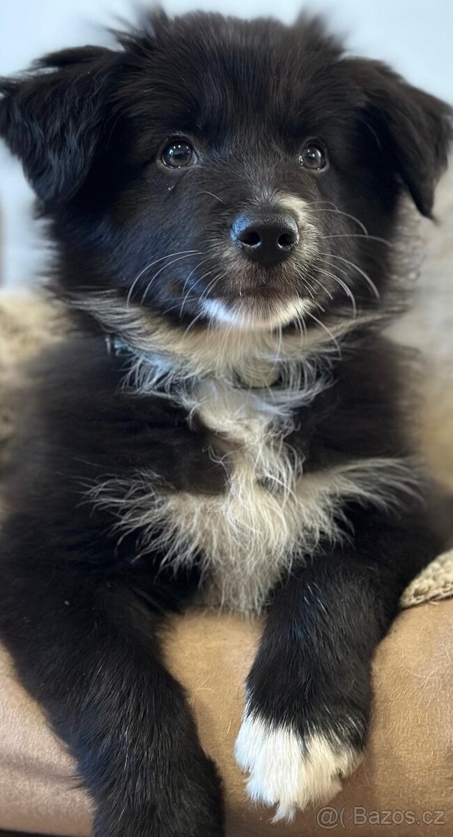 Atene border colie - 4