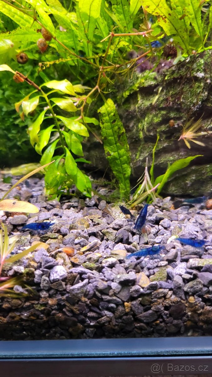 Blue Dream - modré akvarijní sladkovodní krevety - 4