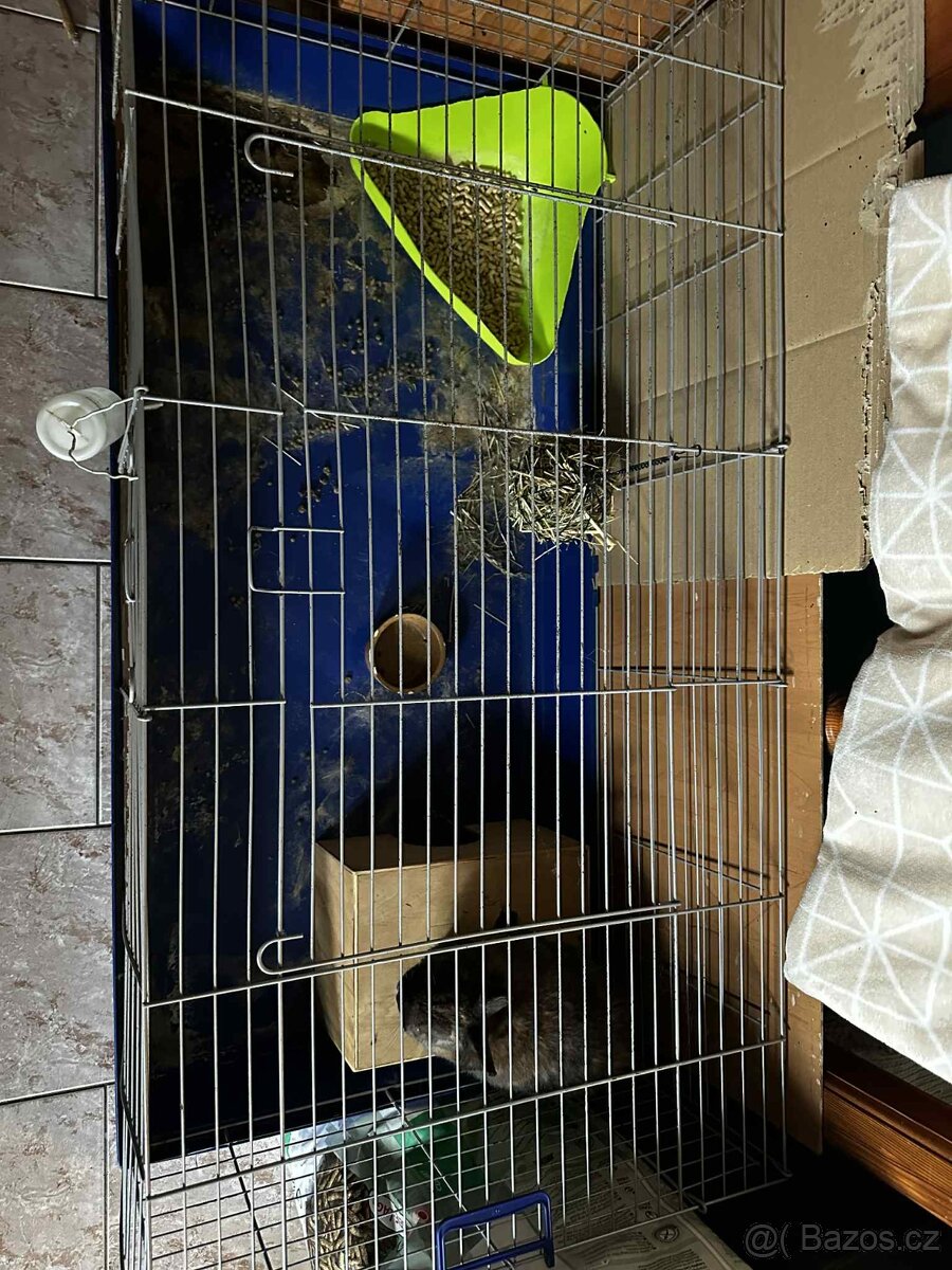 Zakrslý králík - 4