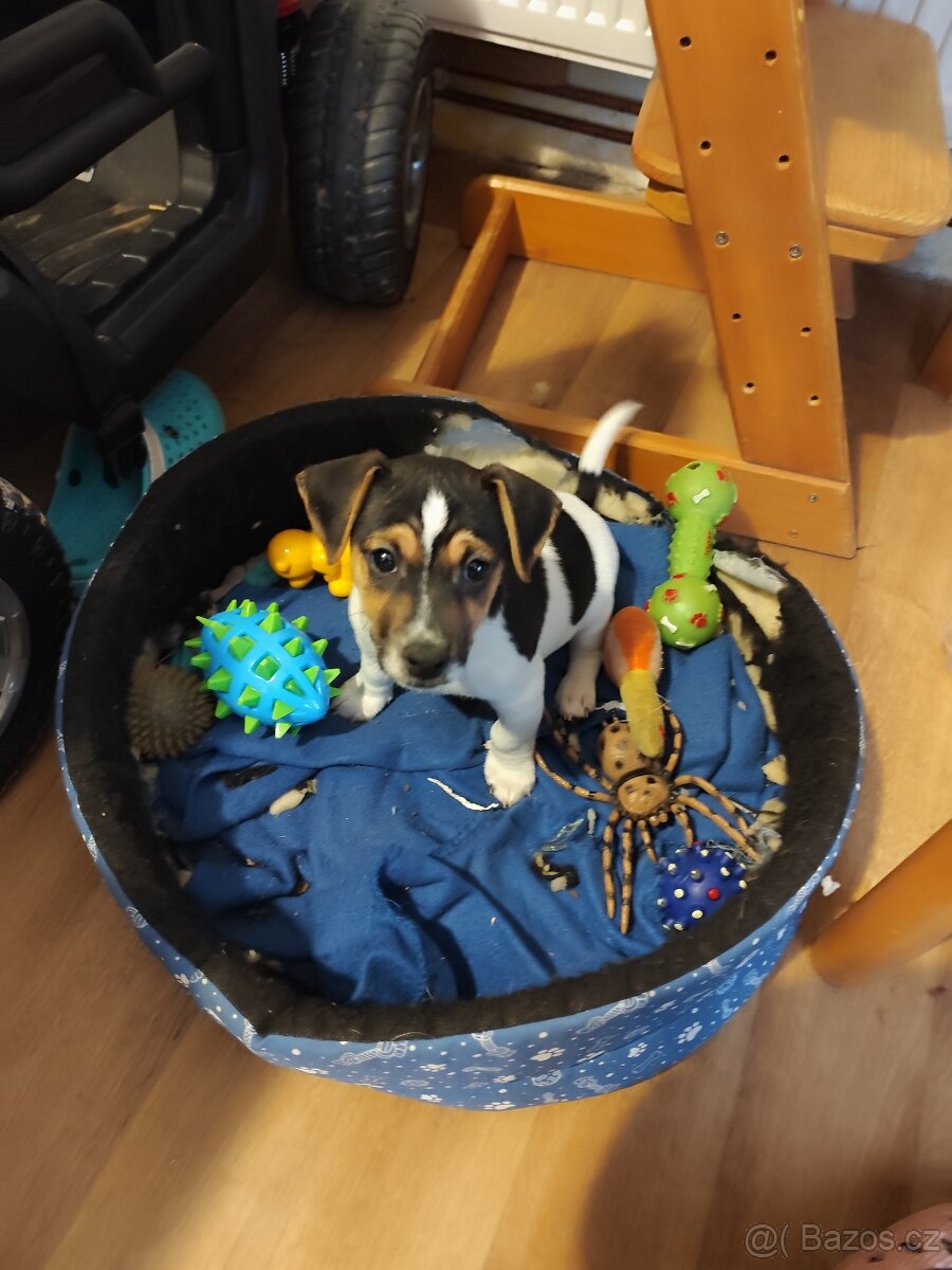 Jack Russell teriér - 4