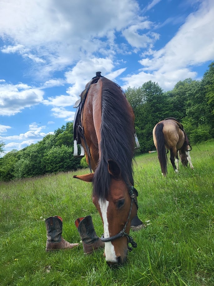 Klisna 17 let kríženec - 4