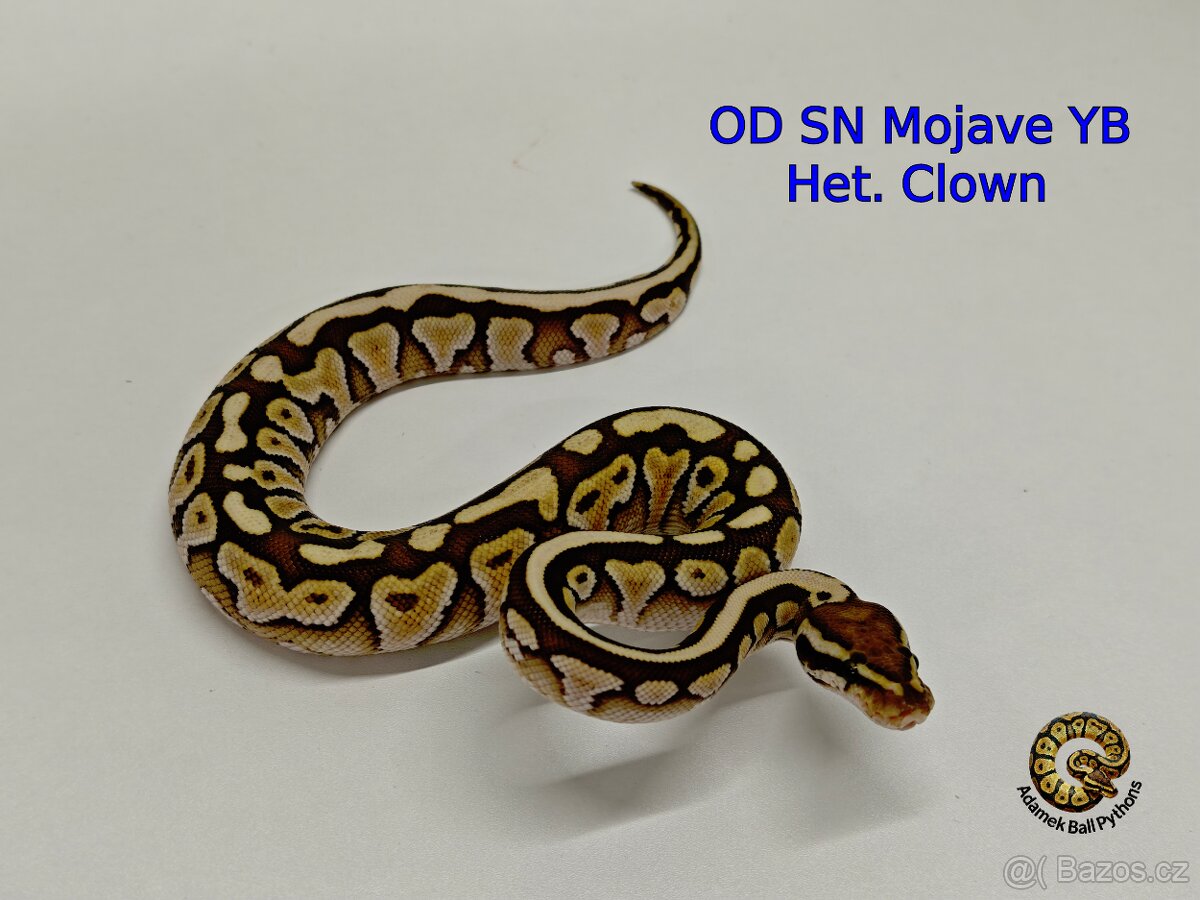 Krajta Královská - 4