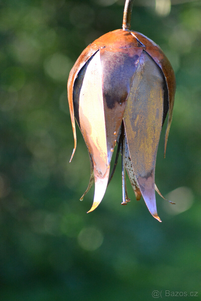 Květina zvonek sólo - 4