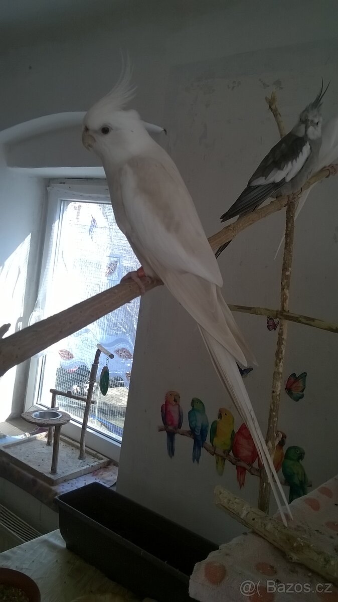 KORELA chovny samec 23 - 4