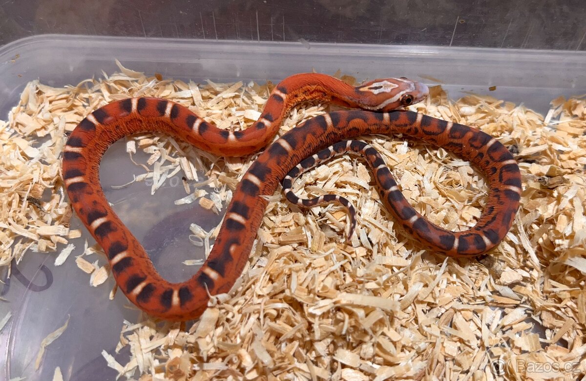 Užovka červená Scaleless - 4