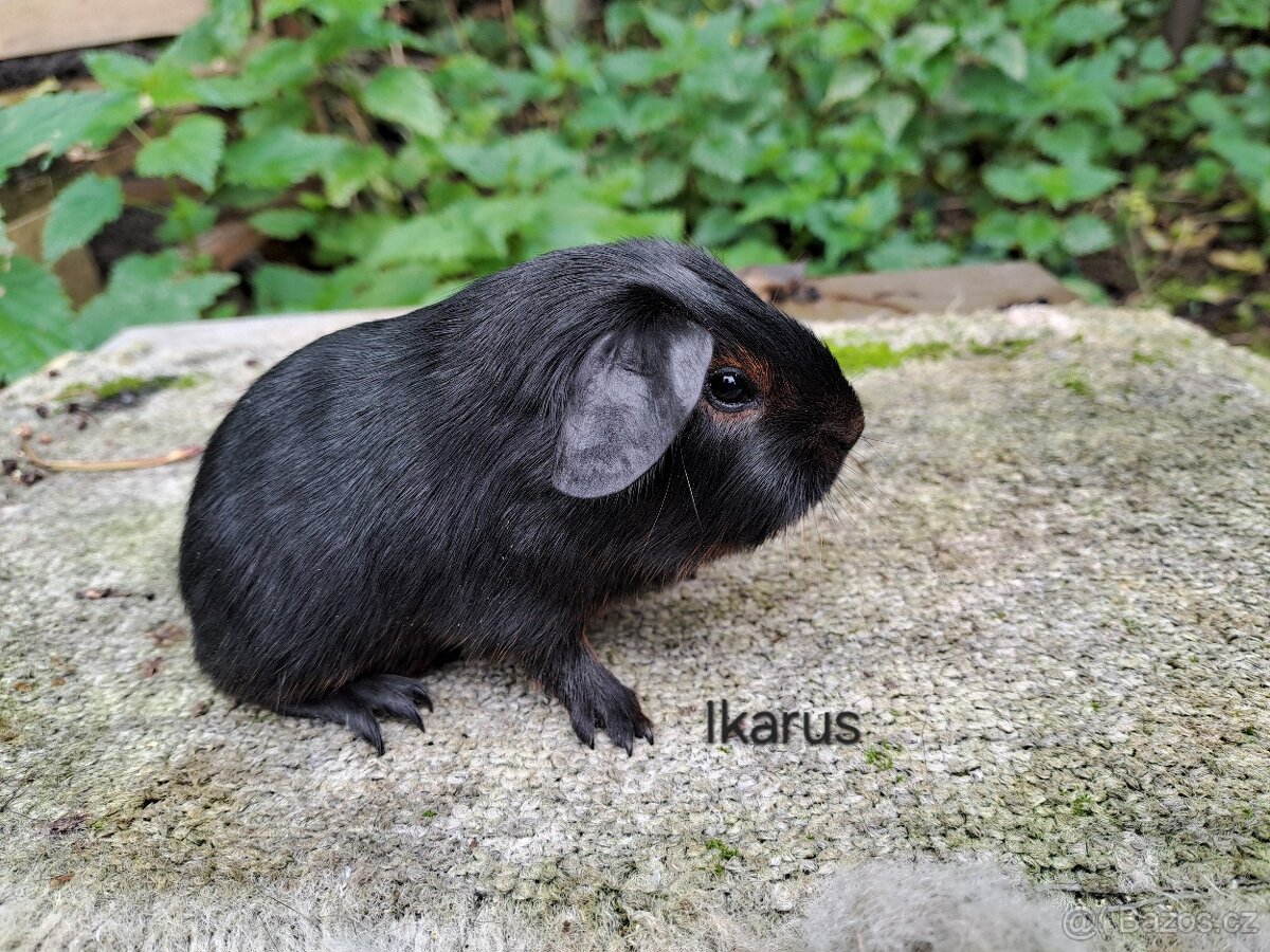 Morčata s PP - kluci - 4