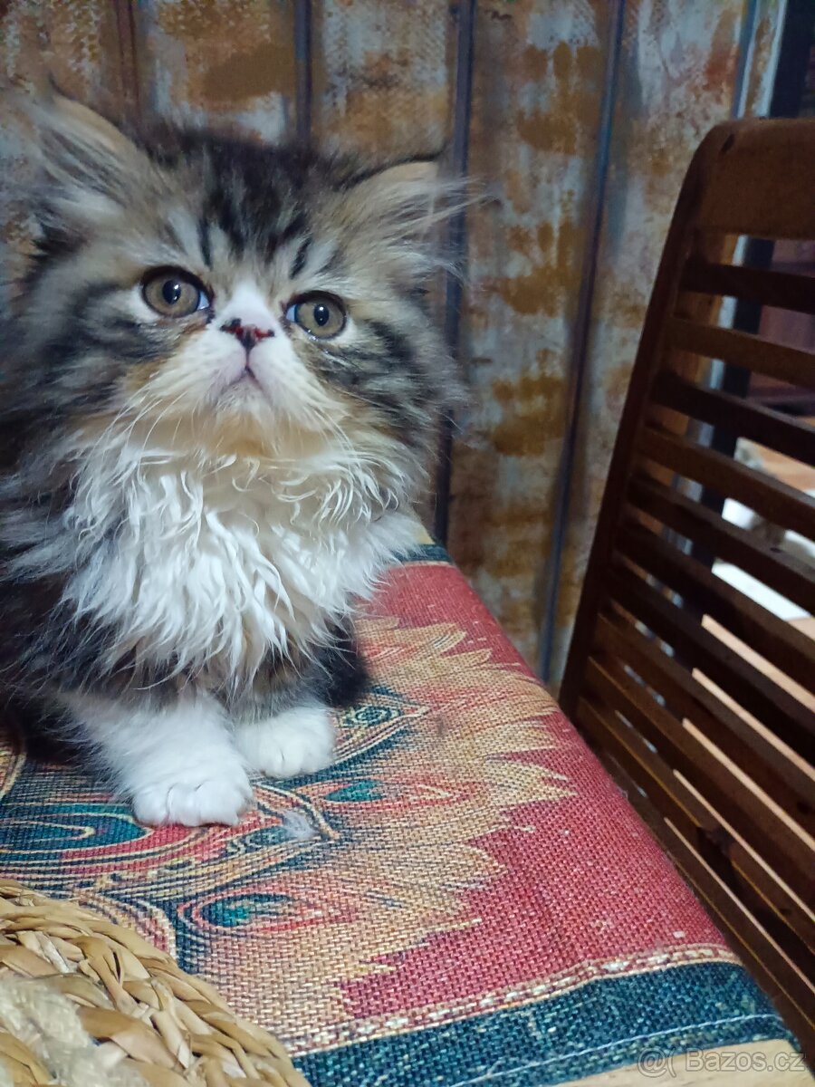 Perské koťátko ,kočička bez PP - 4