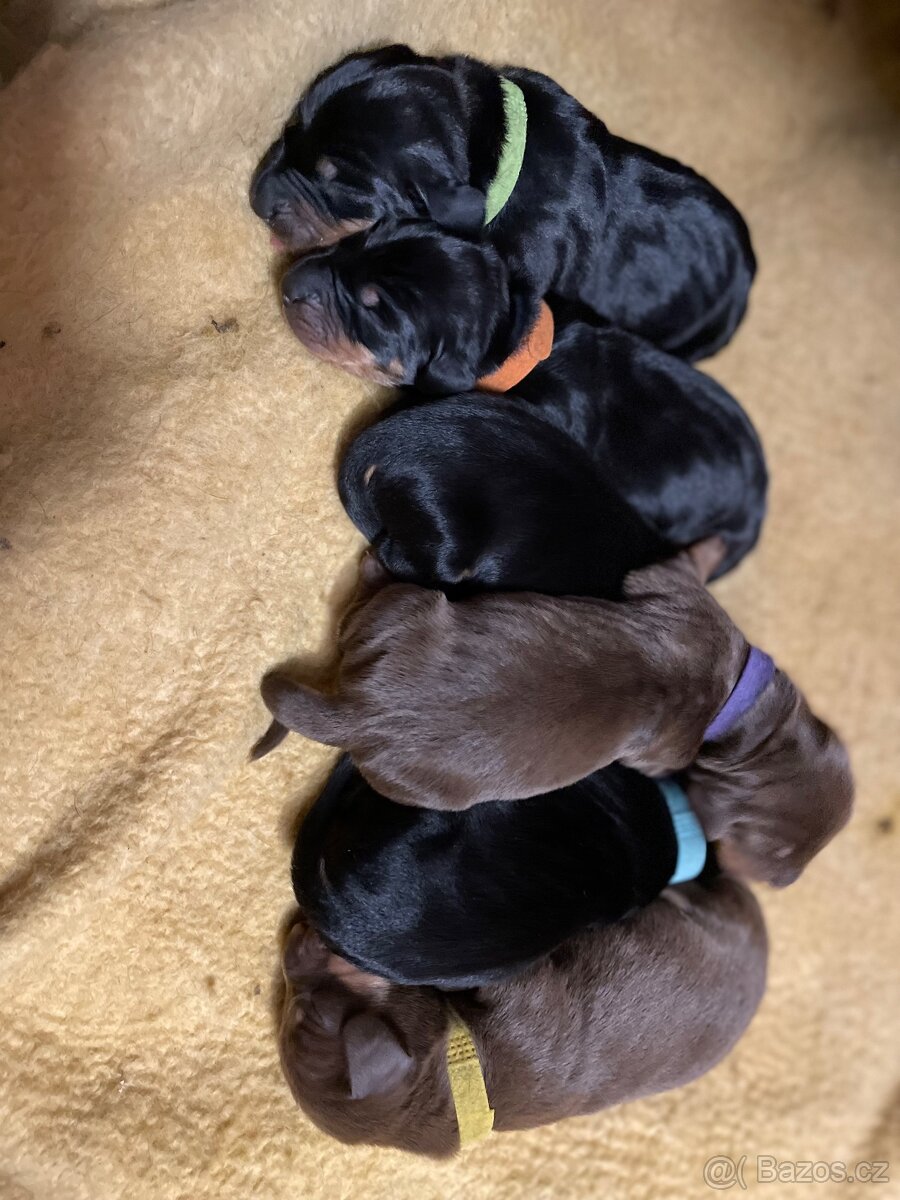 Jezevčík hladkosrstý standard s PP - 4