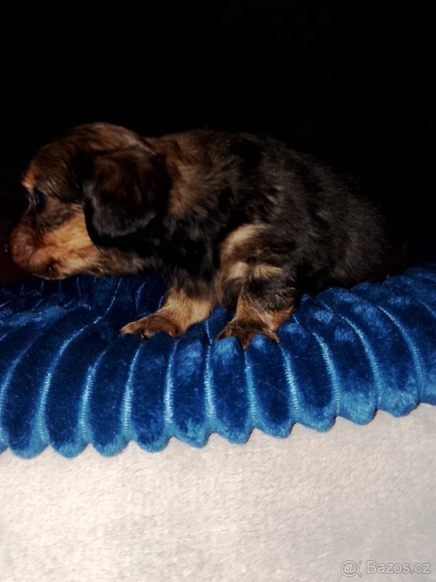 Prodám štěňátka jezevčíka. - 4