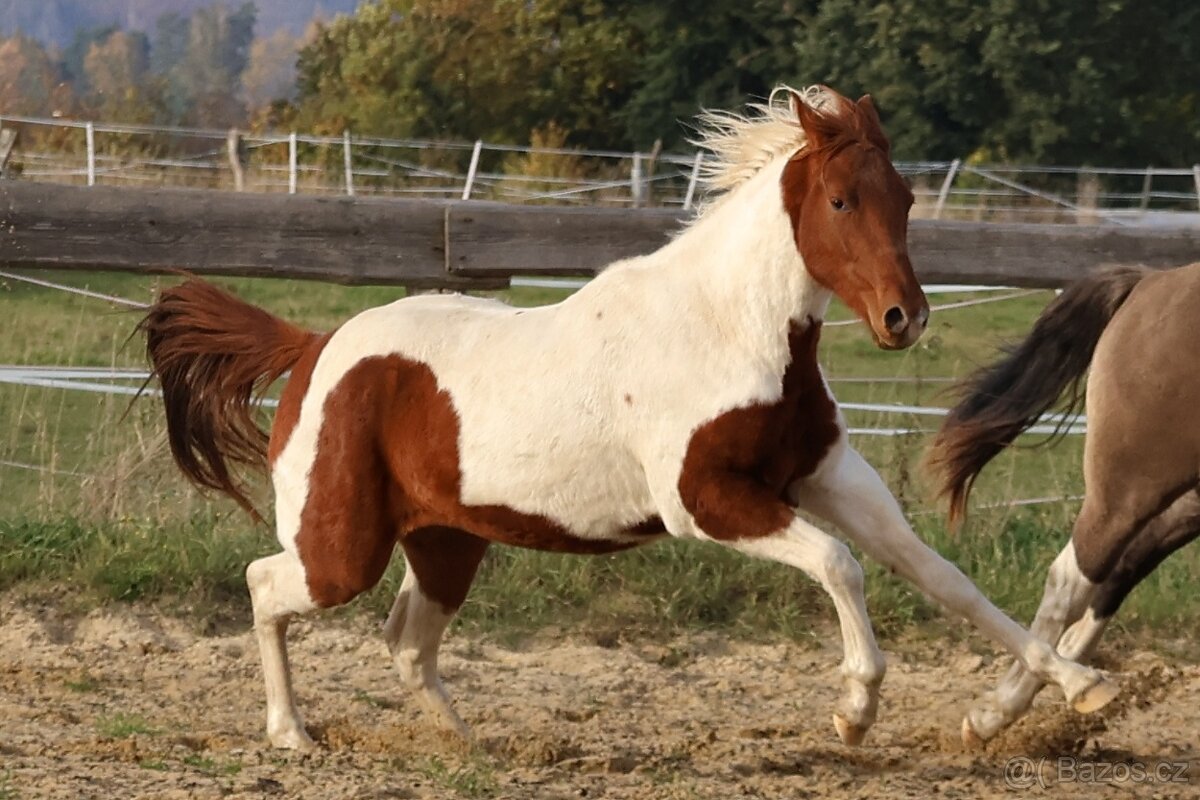 Dvouletý valach APH - 7PANEL - 4